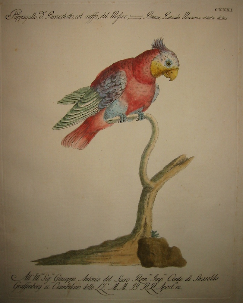 Manetti Saverio (1723-1785) Pappagallo detto Parrucchetto, col ciuffo, del Messico 1777 Firenze